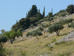 Ostrov Brač [15]