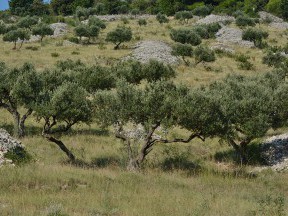 Ostrov Brač [16]